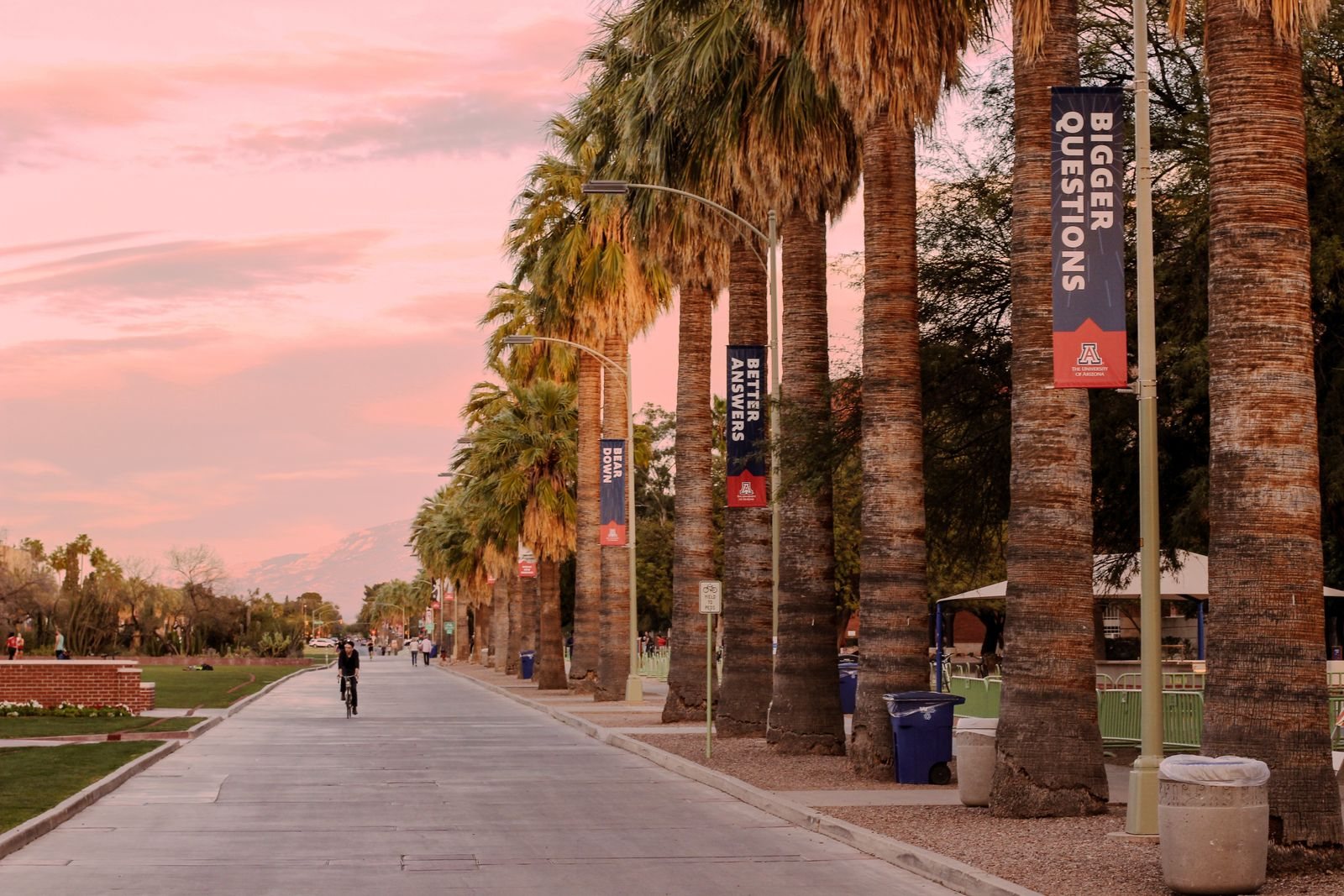 Palm-lined street in Tucson